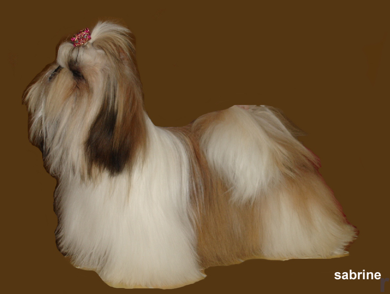 CH. Amazing agate hillsbury de morganan' dho