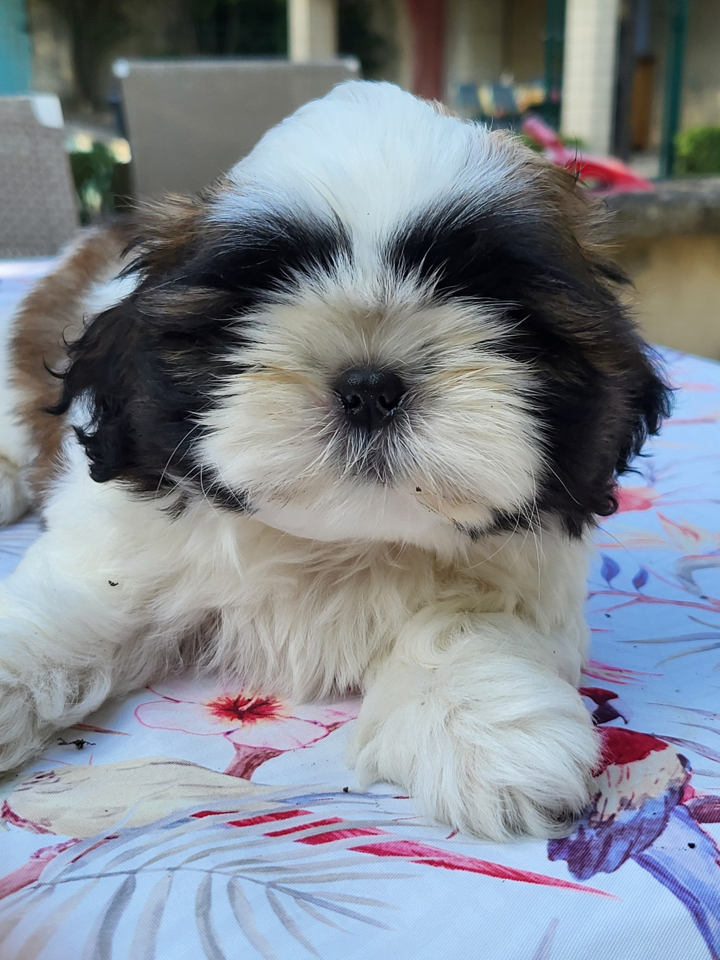 de morganan' dho - Chiots disponibles - Shih Tzu